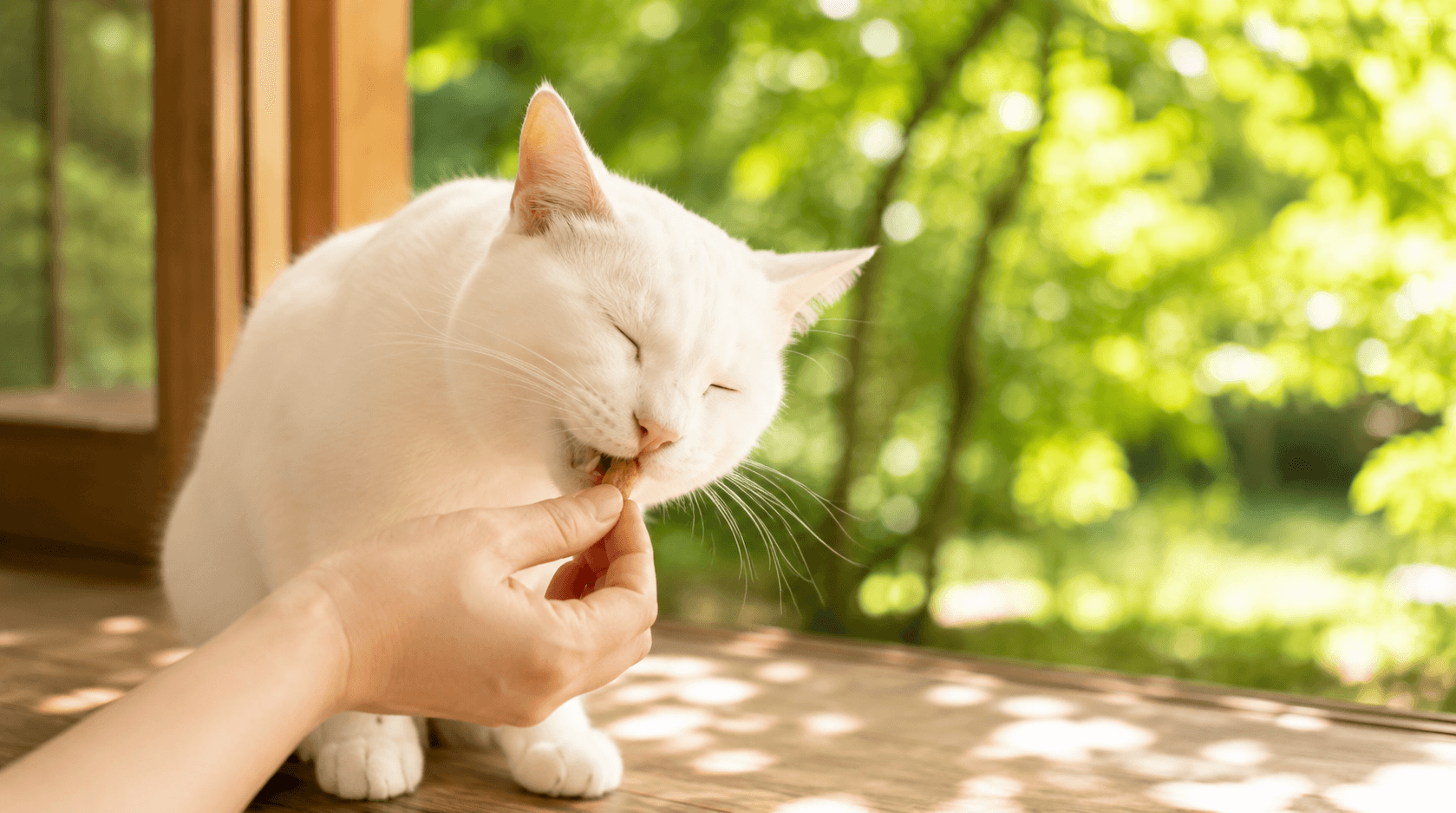 犬・猫の投薬用おやつ、選び方のポイントは?薬剤師が教える注意点