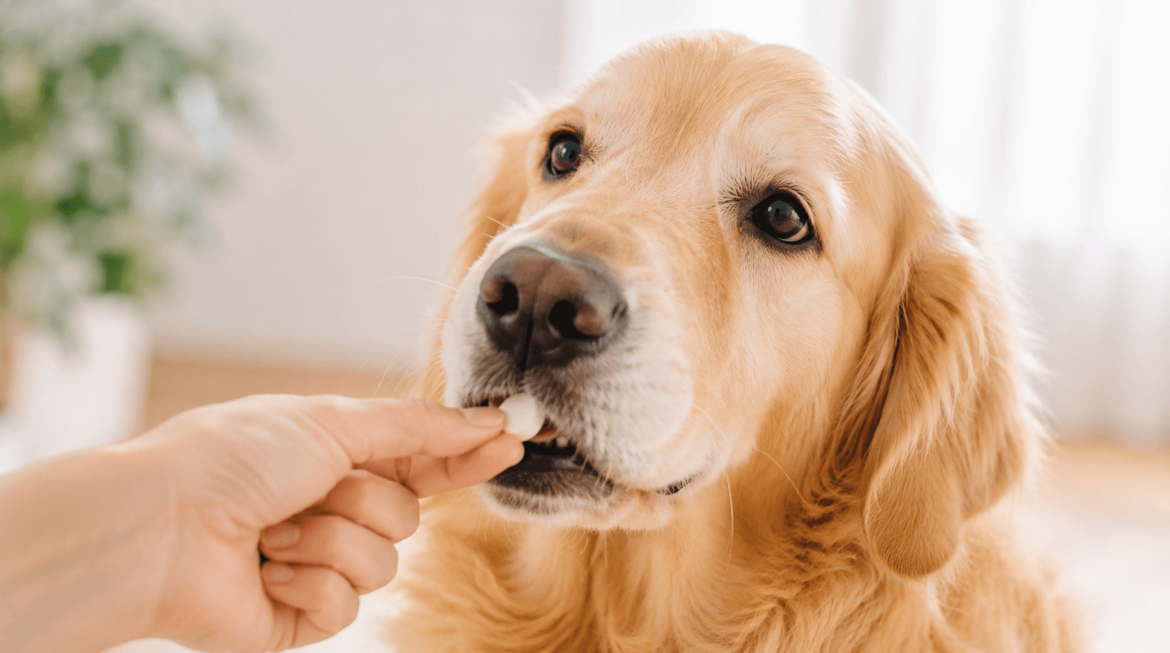 犬猫の粉薬、オブラートで飲ませるコツ|嫌がる子への工夫も