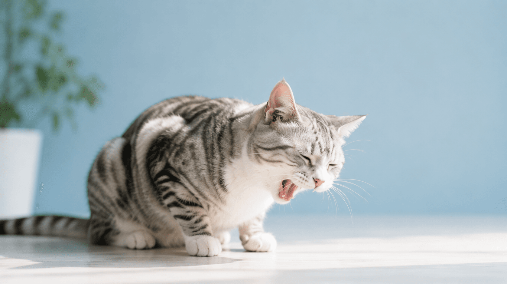 犬・猫が薬を飲んだ直後に吐いてしまったときの対応|もう一度飲ませていい?