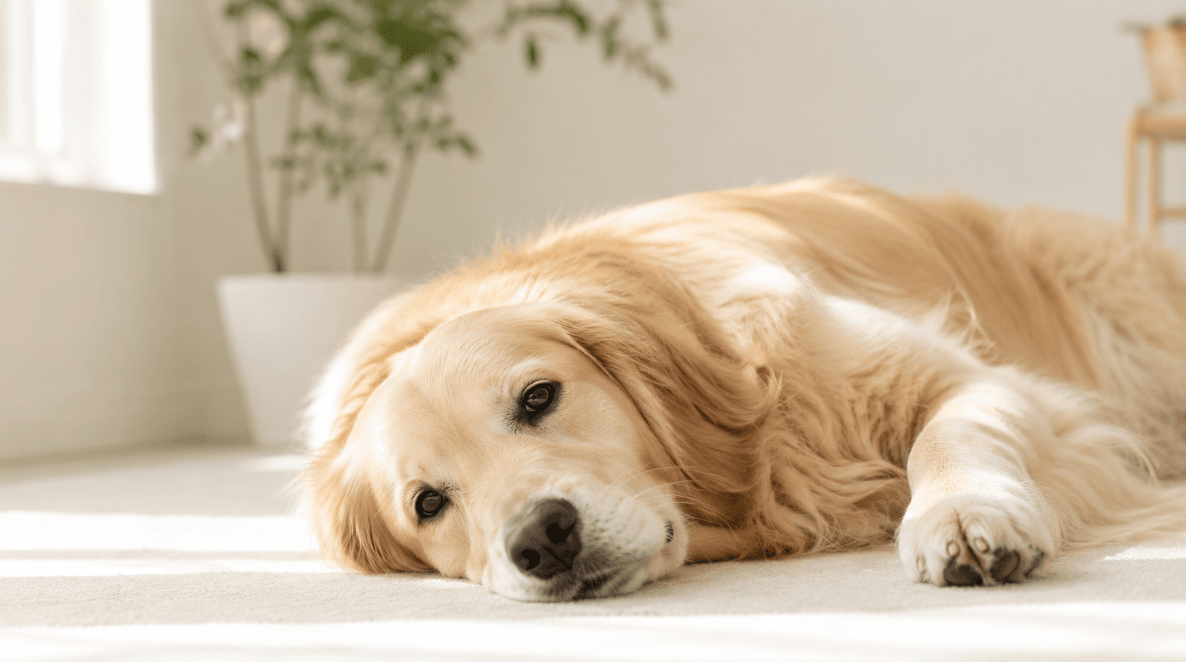 犬猫の心臓病の薬、毎日同じ時間が大切な理由と注意点【薬剤師が解説】