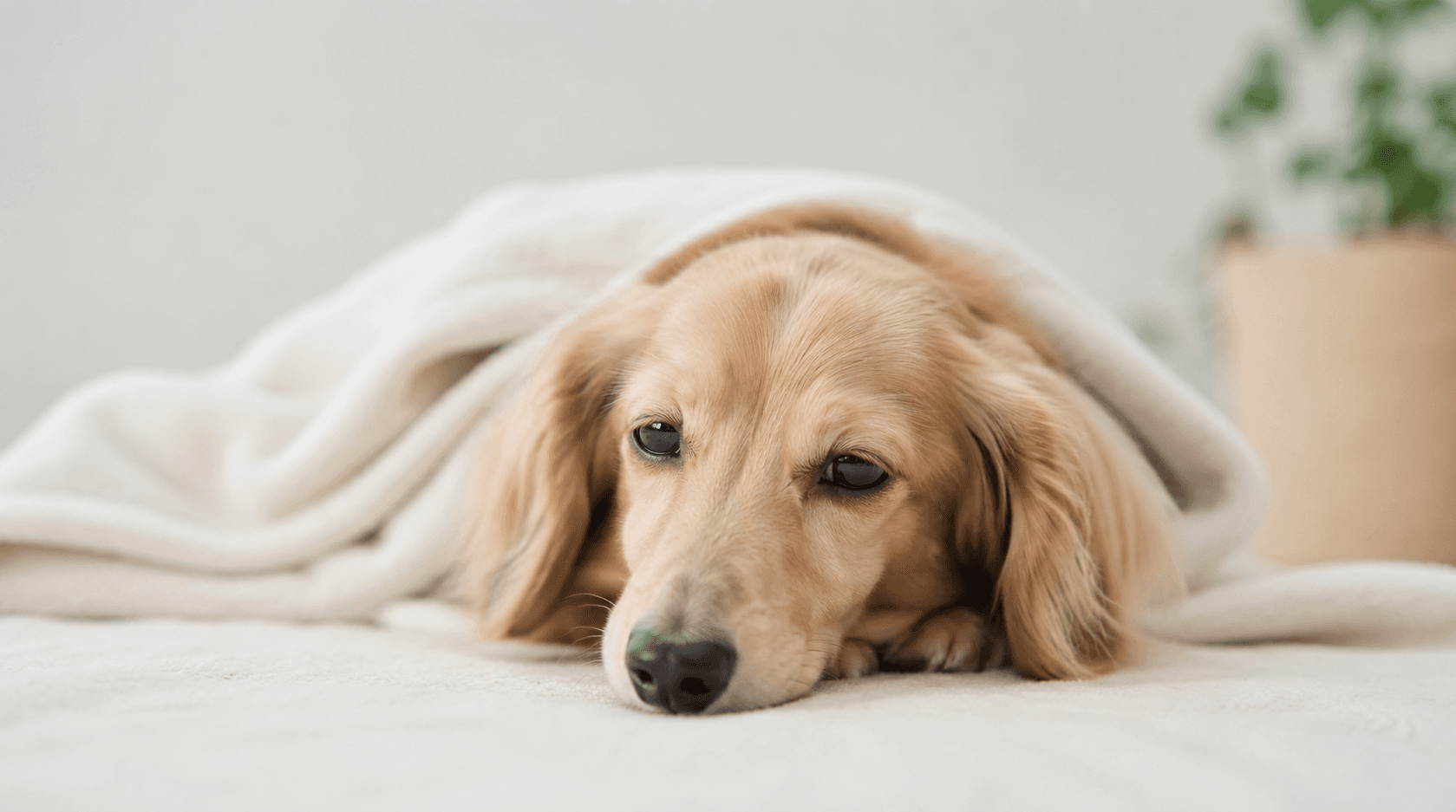 犬猫が下痢・嘔吐したとき、市販薬を使ってもいい?獣医師に相談すべきタイミング
