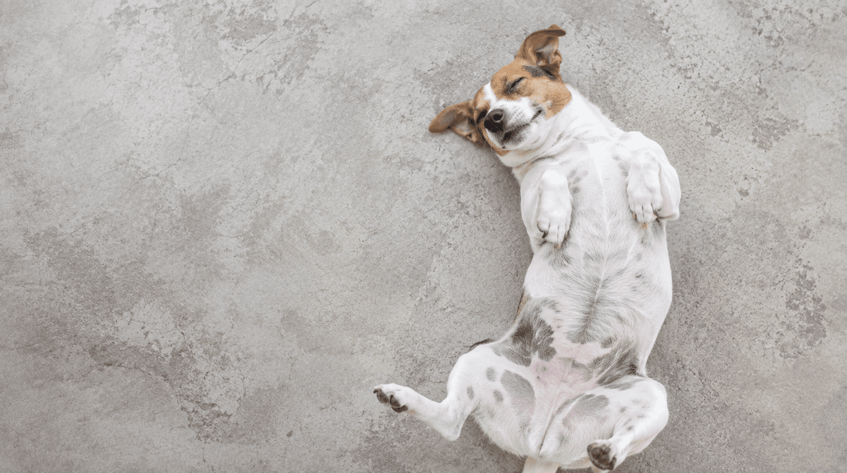 犬のクッシング症候群、薬とどう付き合う?観察ポイントと注意点