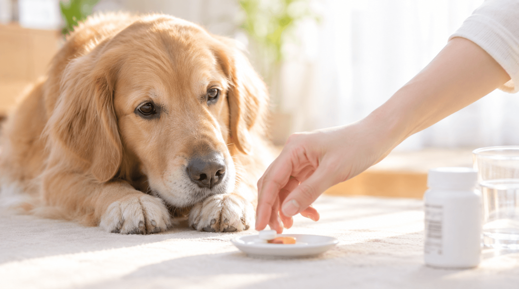 犬猫の薬、素手で触るのは危険?知っておきたい取り扱いの注意点