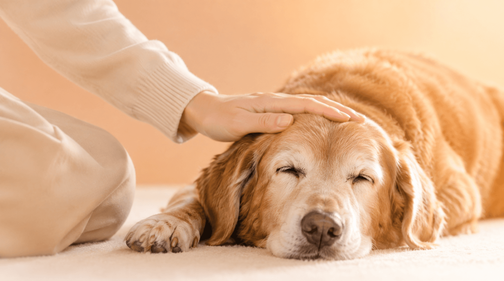 犬猫の看取り・終末期、痛みや苦しさをやわらげる薬とのつきあい方
